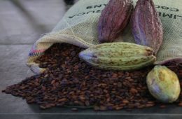 Aprobado-plan-para-ampliar-a-100-mil-hectáreas-la-producción-de-cacao-al-2025